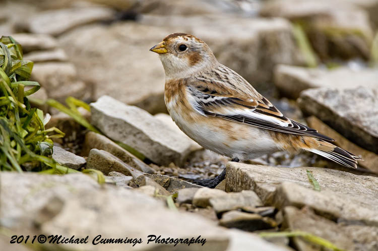 Small Birds