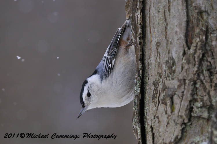 Small Birds