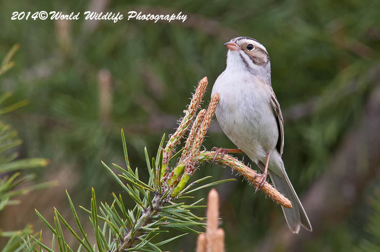 Sparrows