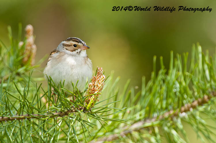Sparrows