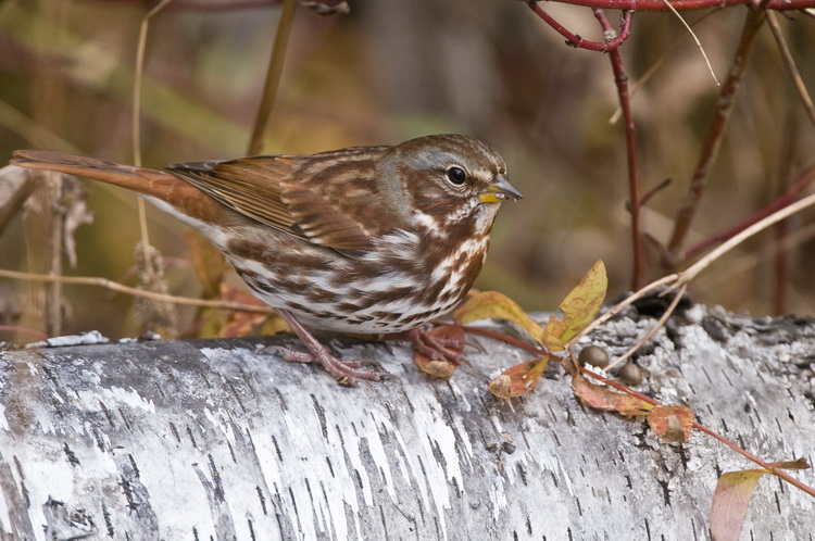 Sparrows
