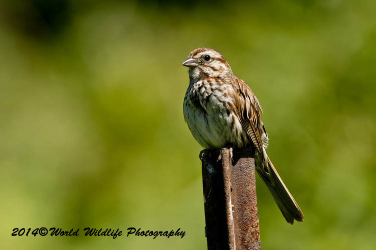 Sparrows