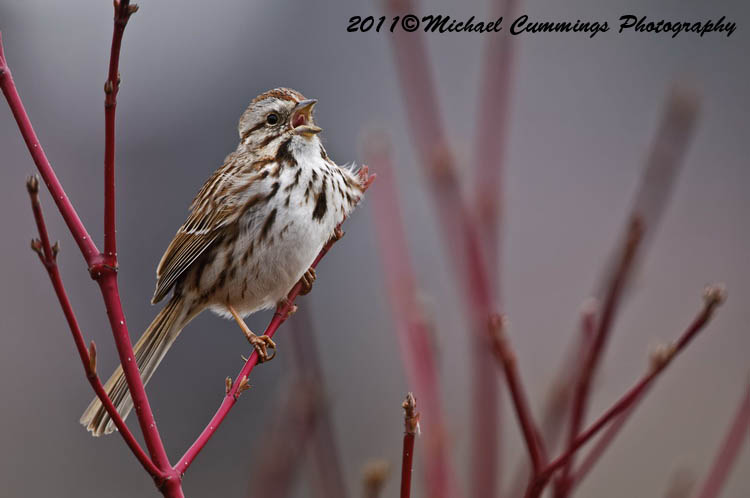 Sparrows