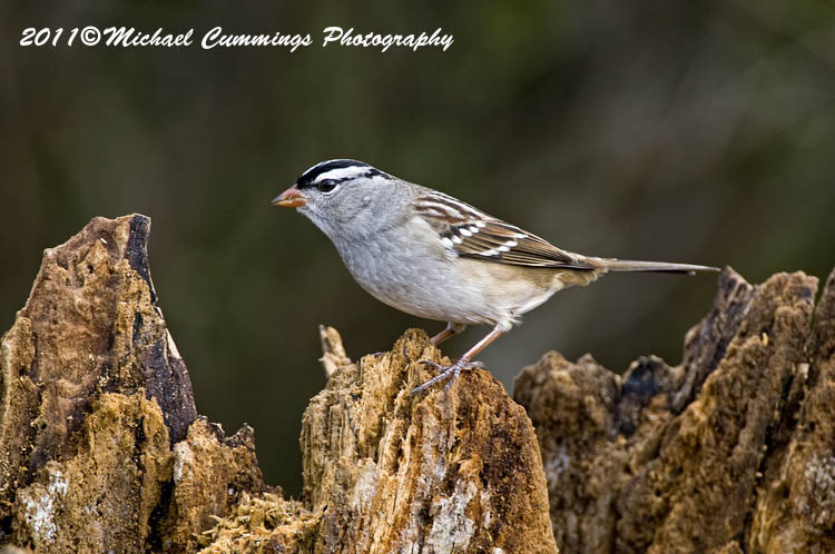 Sparrows