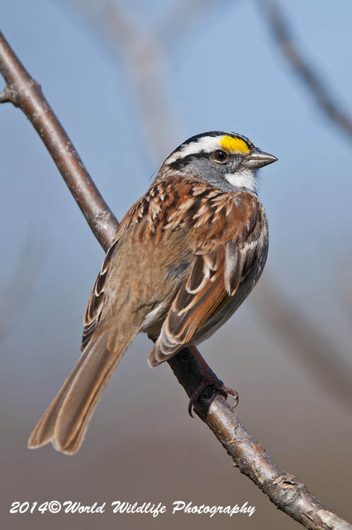Sparrows