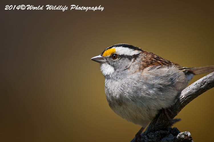 Sparrows