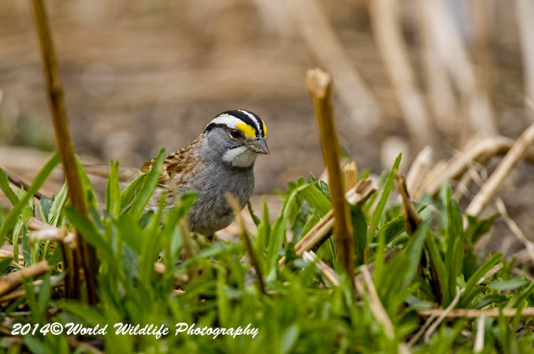 Sparrows