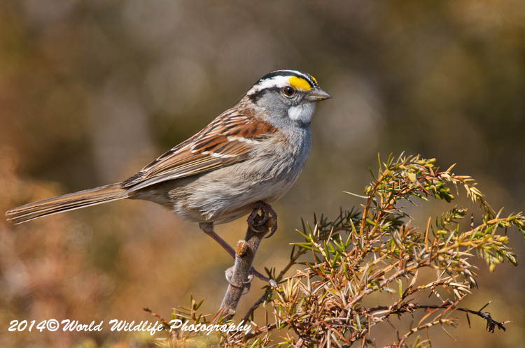 Sparrows