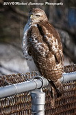 redtailedhawk