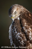 redtailedhawk
