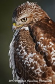 redtailedhawk