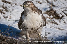 redtailedhawk