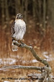 redtailedhawk