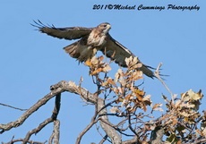 redtailedhawk