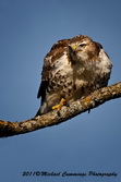 redtailedhawk