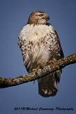 redtailedhawk