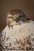 redtailedhawk