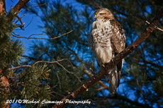 redtailedhawk