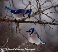 bluejay