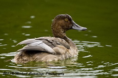 redheadedduck