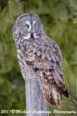 greatgrayowl