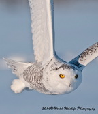 Snowy Owl