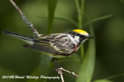 Chestnut-sided Warbler