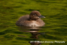 commonloon