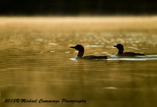 commonloon
