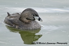 Piedbilled Grebe