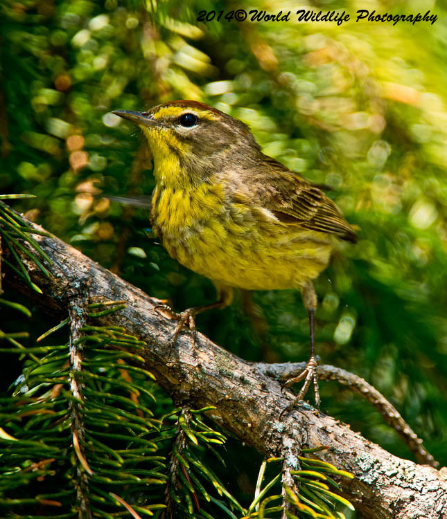 Warblers
