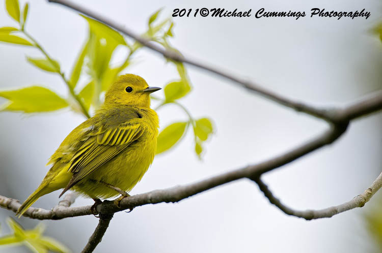 Warblers