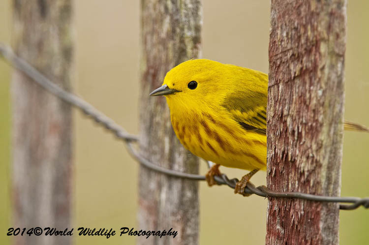 Warblers