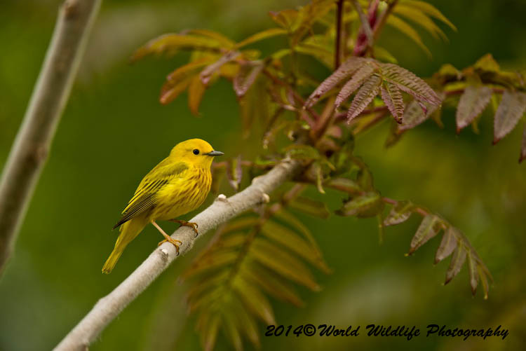 Warblers