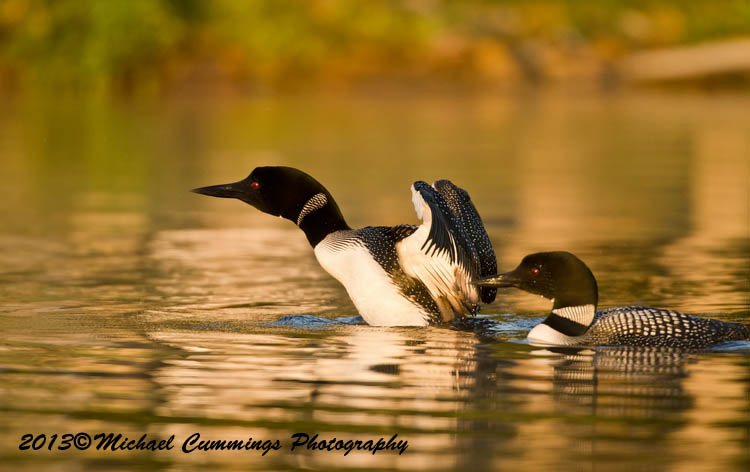 Water Birds