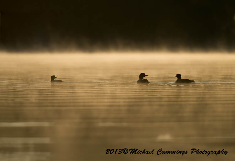 Water Birds