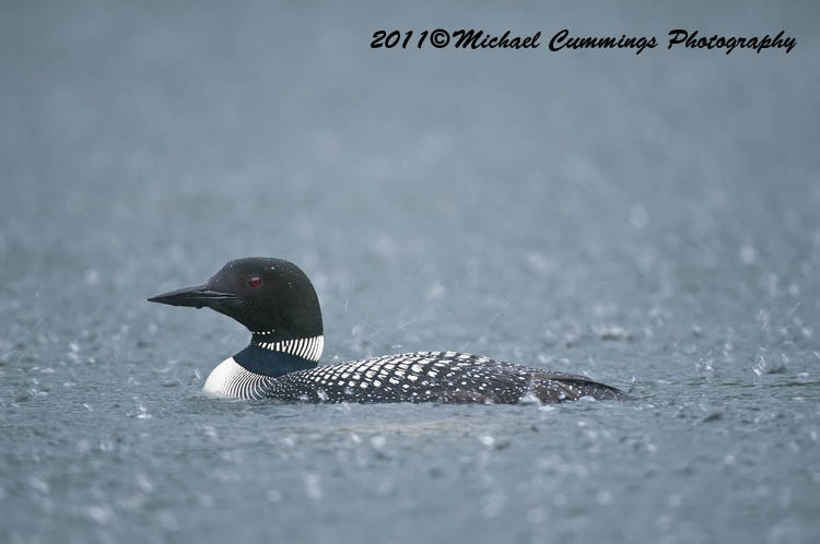 Water Birds