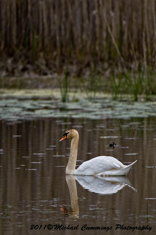 Water Birds
