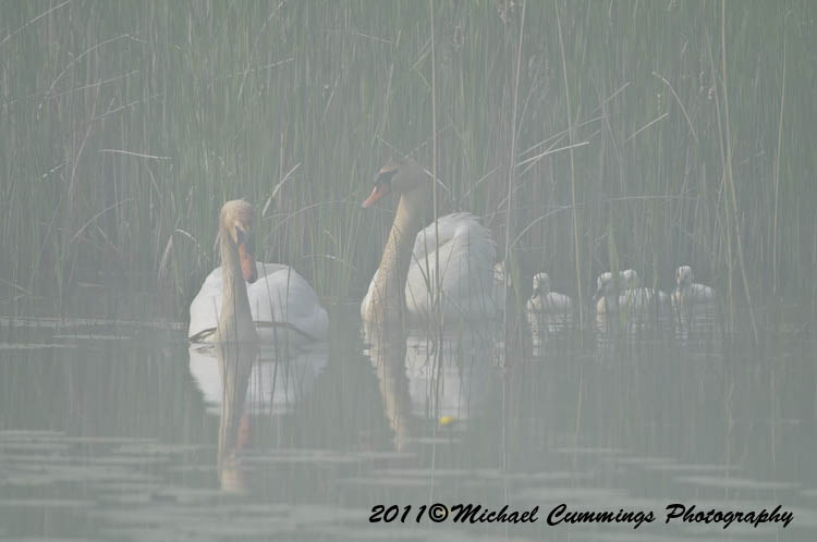 Water Birds