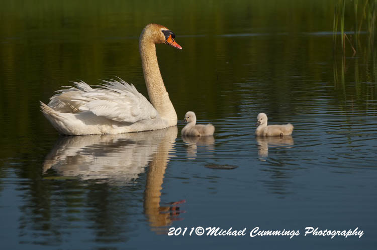 Water Birds