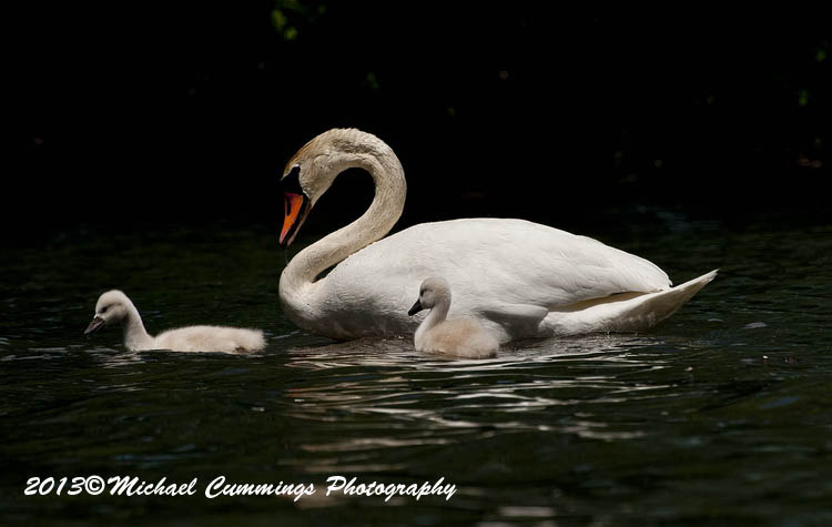 Water Birds