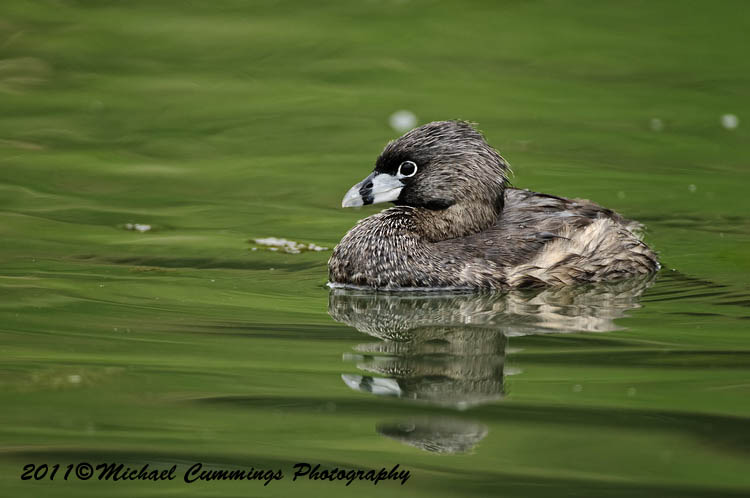 Water Birds