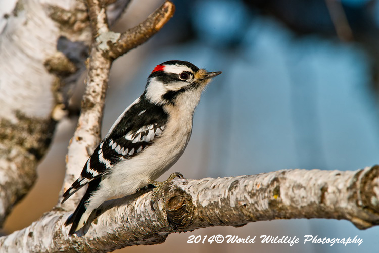 Downy Woodpecker