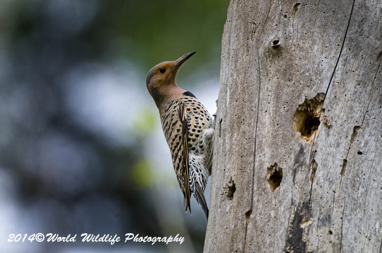 Woodpecker