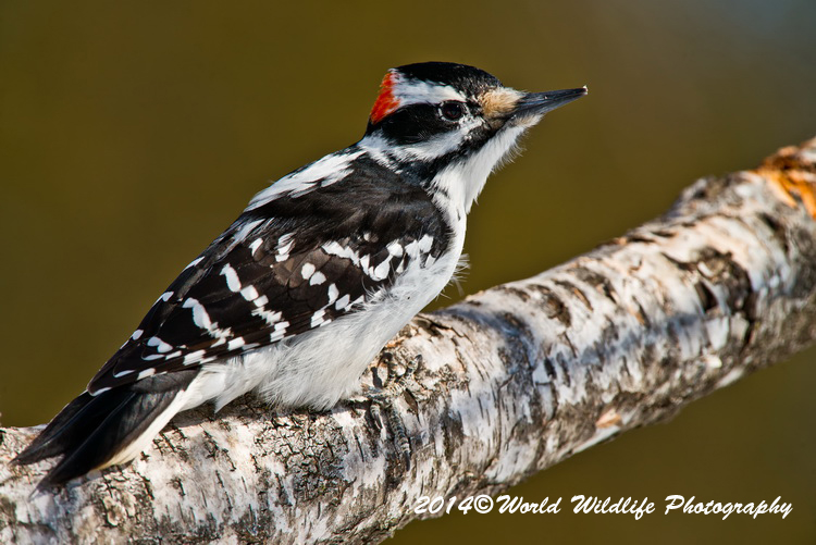 Hairy Woodpecker