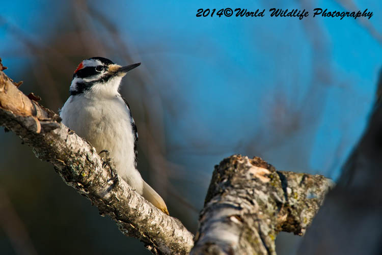 Hairy Woodpecker
