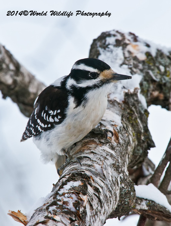 Hairy Woodpecker