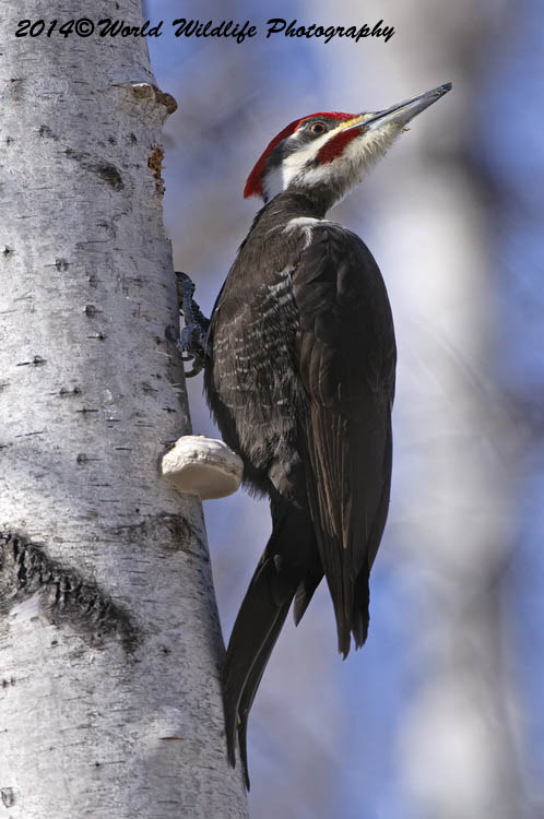 Pileated Woodpecker