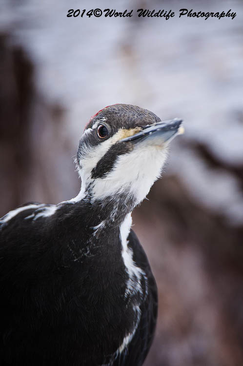 Pileated Woodpecker