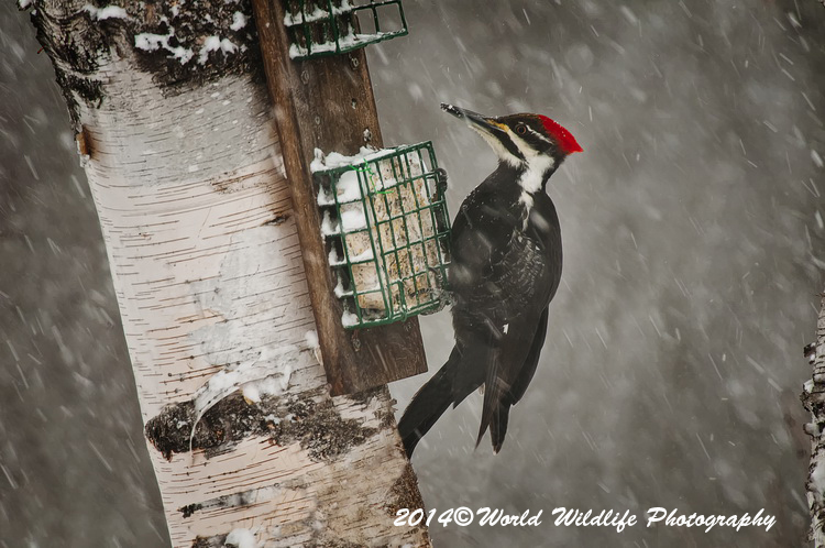 Pileated Woodpecker Woodpecker